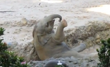 This Baby Elephant Falls On His Back, What His Mother Did Will Melt Your Heart!