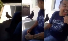 This Guy Meets A Crow, You Won’t Believe What This Crow Says To The Man!