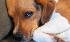 11 Guilty Dogs Who Are Very Sorry For What They Did. Last One Is Damn Hilarious!