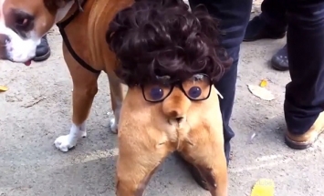Cute, Funny And Most Adorable Halloween Pet Costumes To Spook You This Halloween.