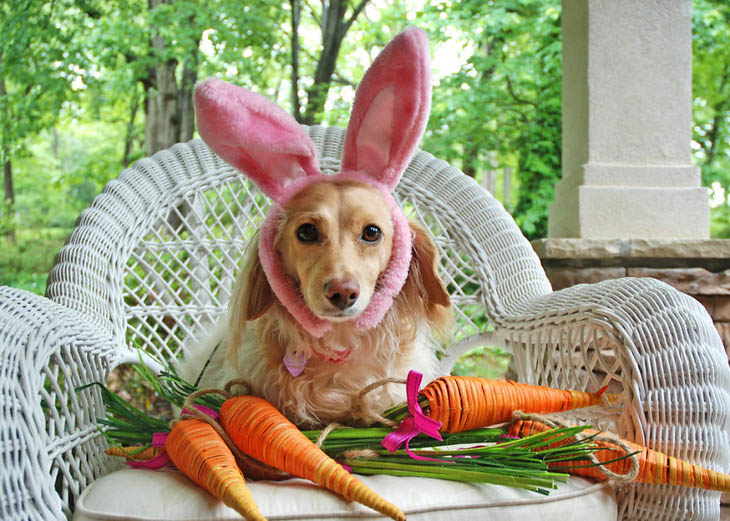 Cutely Costumed Pets