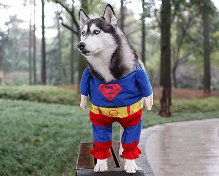 Horribly Cute Halloween Costumes for Pet