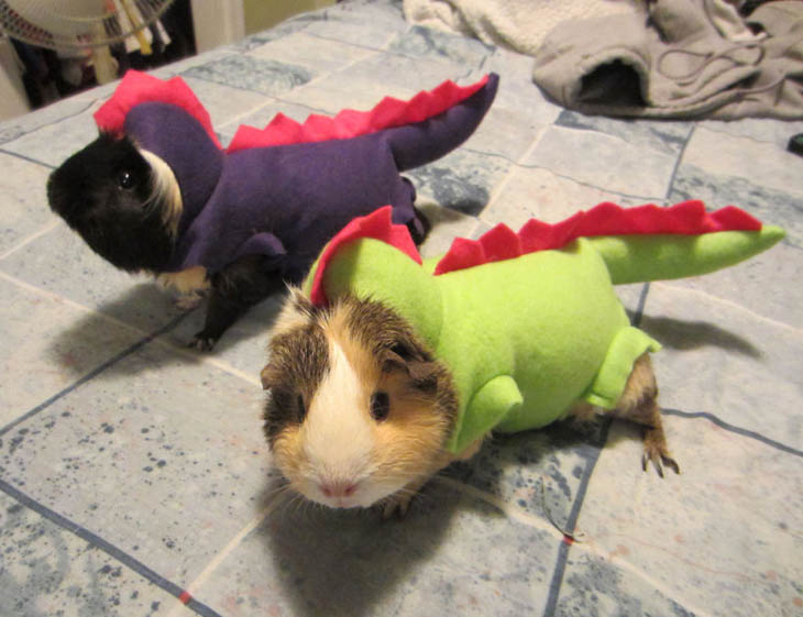 Cutely Costumed Pets