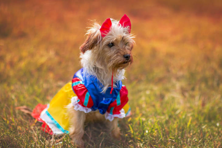 Cutely Costumed Pets