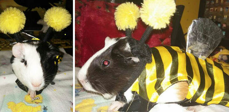 Cutely Costumed Pets