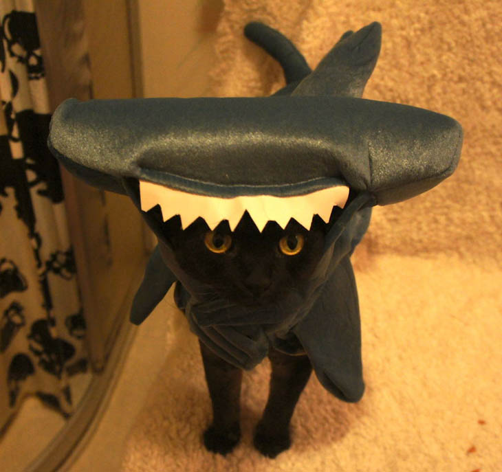 Cutely Costumed Pets