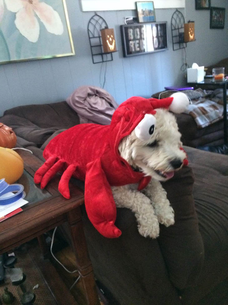 Horribly Cute Halloween Costumes for Pet