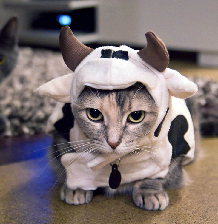 Cutely Costumed Pets