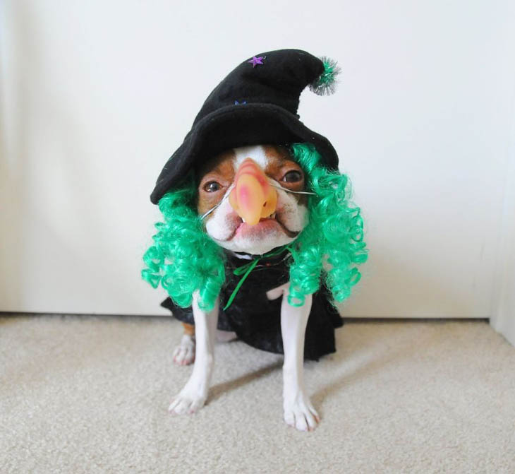 Cutely Costumed Pets