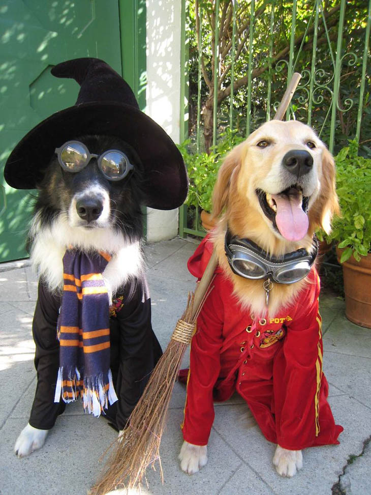 Cutely Costumed Pets