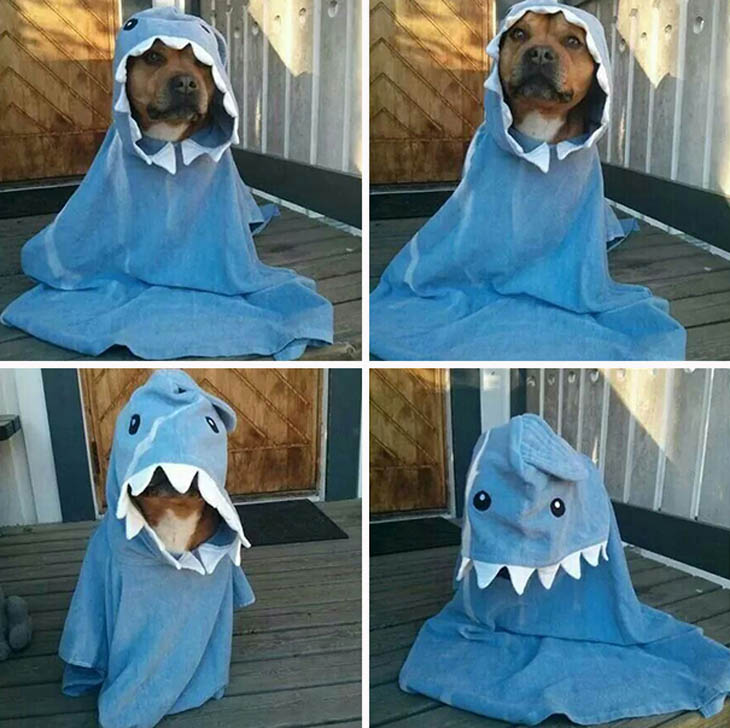 Cutely Costumed Pets
