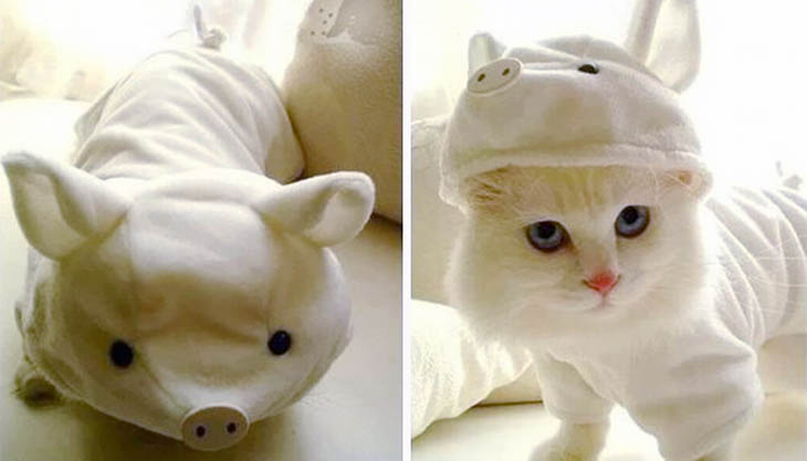 Cutely Costumed Pets