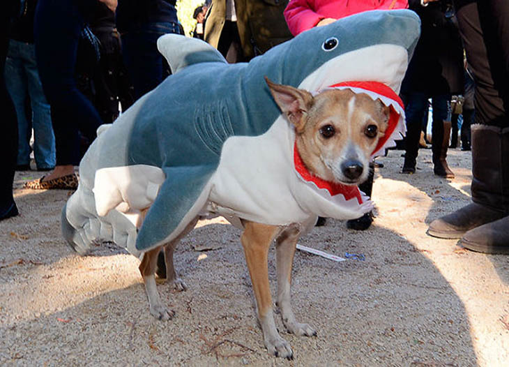 Cutely Costumed Pets