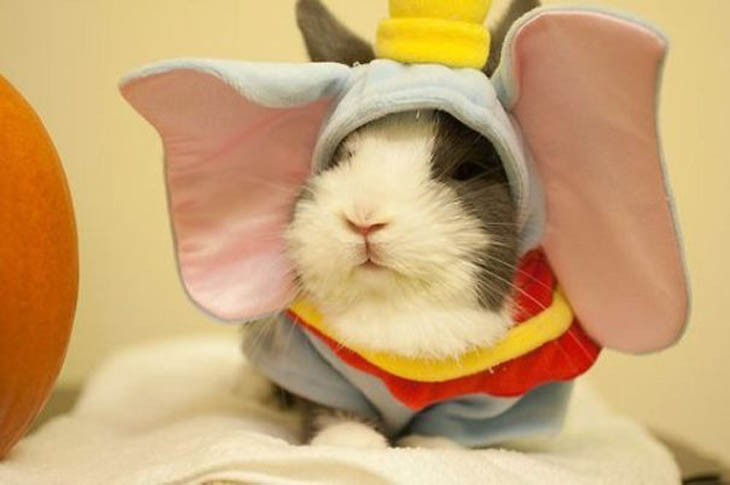 Cutely Costumed Pets