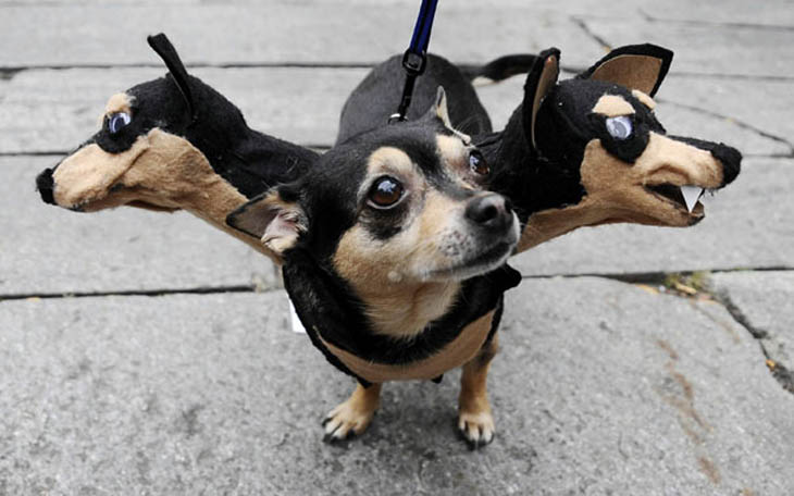 Horribly Cute Halloween Costumes for Pet