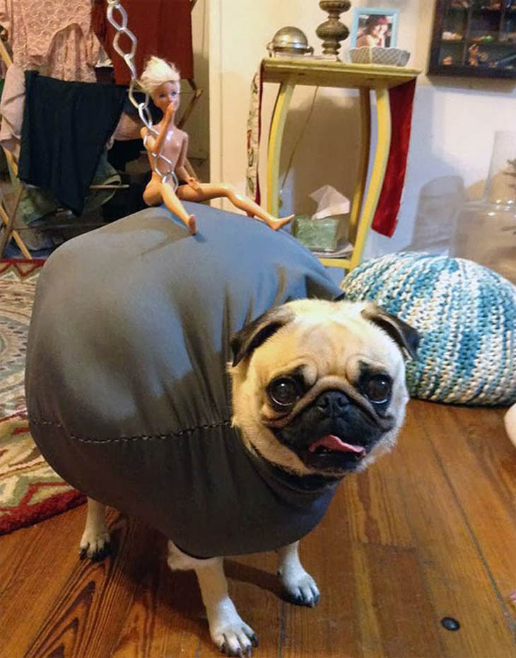 Hilarious Halloween Costumes for Pets