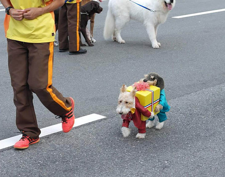 Hilarious Halloween Costumes for Pets