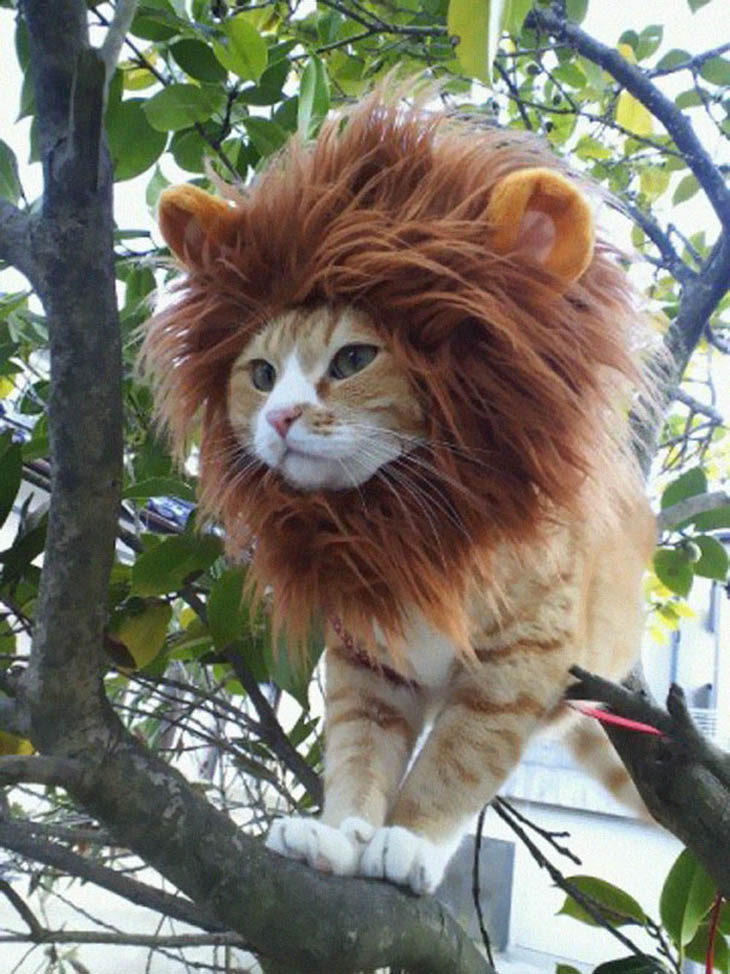 Hilarious Halloween Pet Costumes