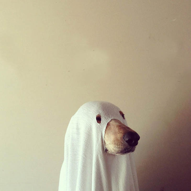 Hilarious Halloween Costumes for Pets