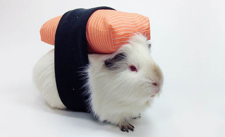 Hilarious Halloween Costumes for Pets