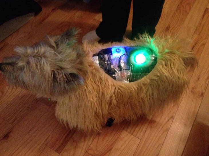 Hilarious Halloween Costumes for Pets