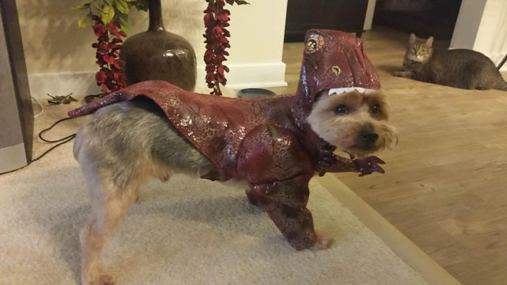 Hilarious Halloween Costumes for Pets