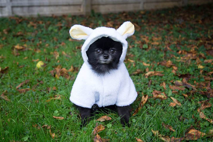 Hilarious Halloween Pet Costumes