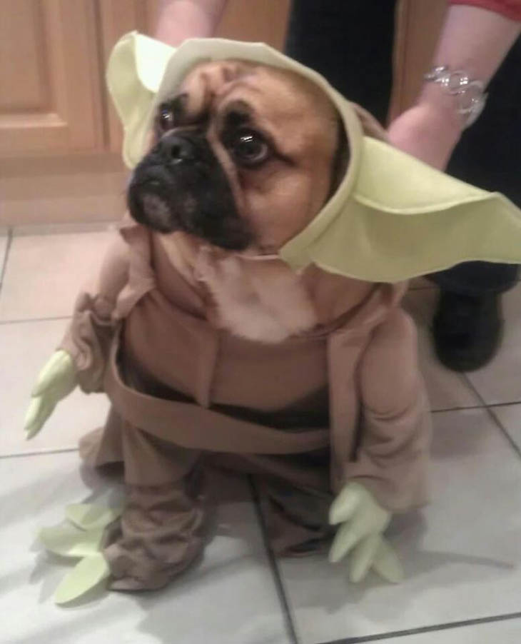 Hilarious Halloween Costumes for Pets