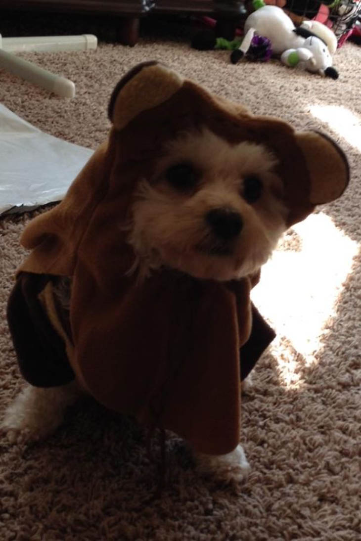 Hilarious Halloween Costumes for Pets