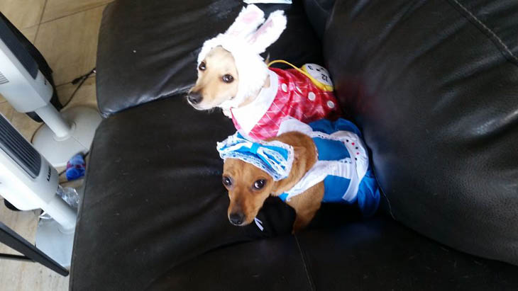 Hilarious Halloween Costumes for Pets