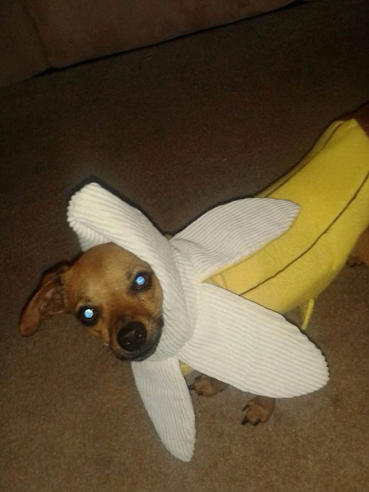 Hilarious Halloween Costumes for Pets