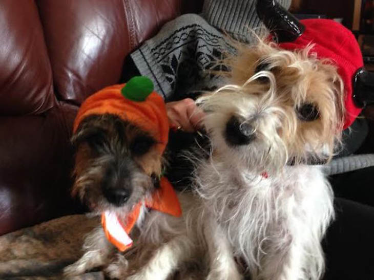 Hilarious Halloween Costumes for Pets