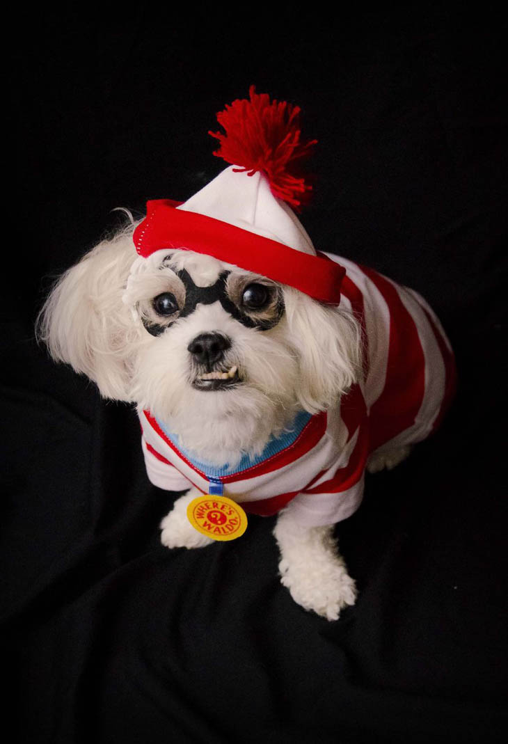 Hilarious Halloween Costumes for Pets