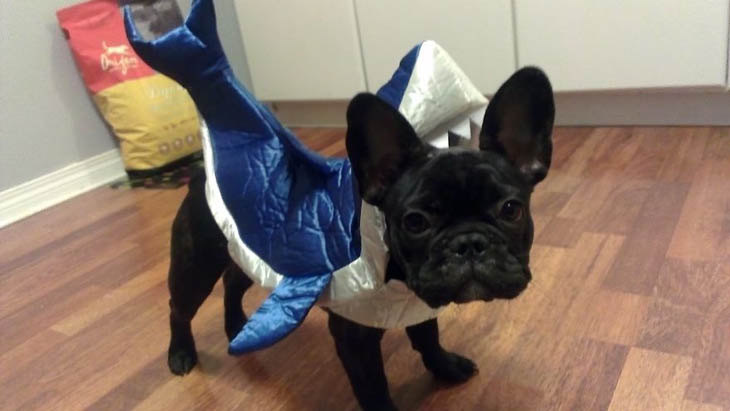 Hilarious Halloween Costumes for Pets