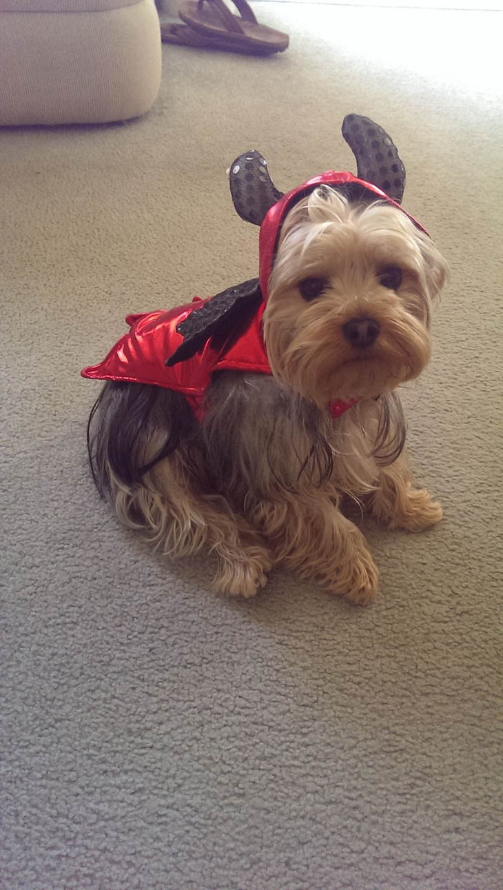 Hilarious Halloween Costumes for Pets