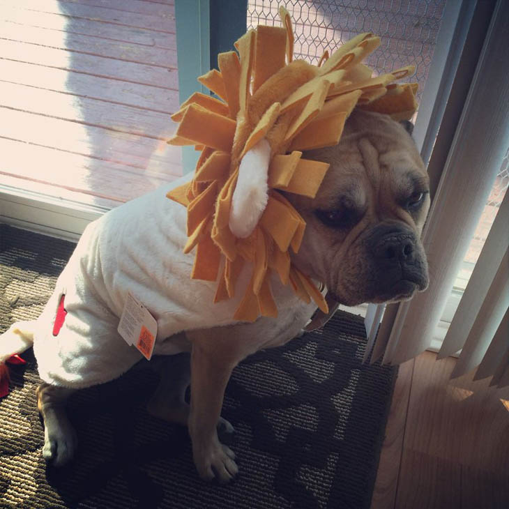 Hilarious Halloween Costumes for Pets