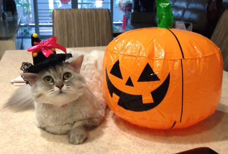 Hilarious Halloween Costumes for Pets