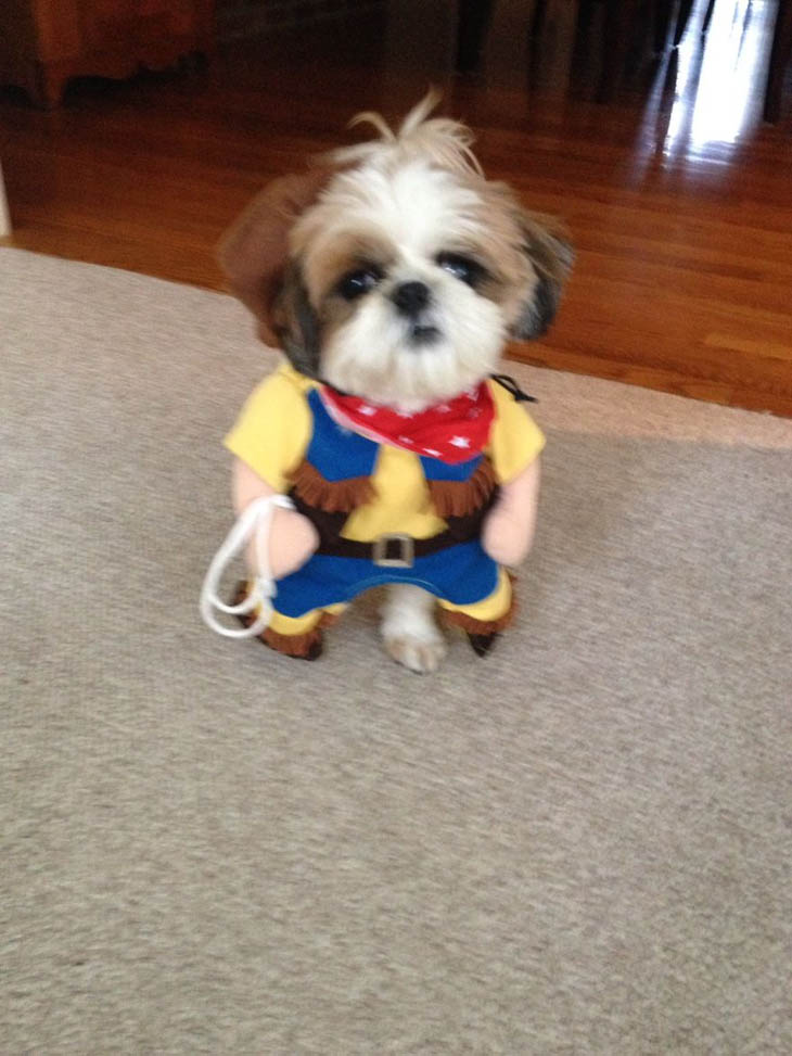 Hilarious Halloween Costumes for Pets