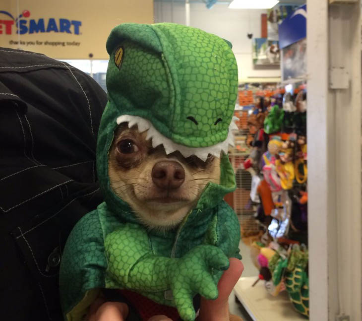 Hilarious Halloween Costumes for Pets