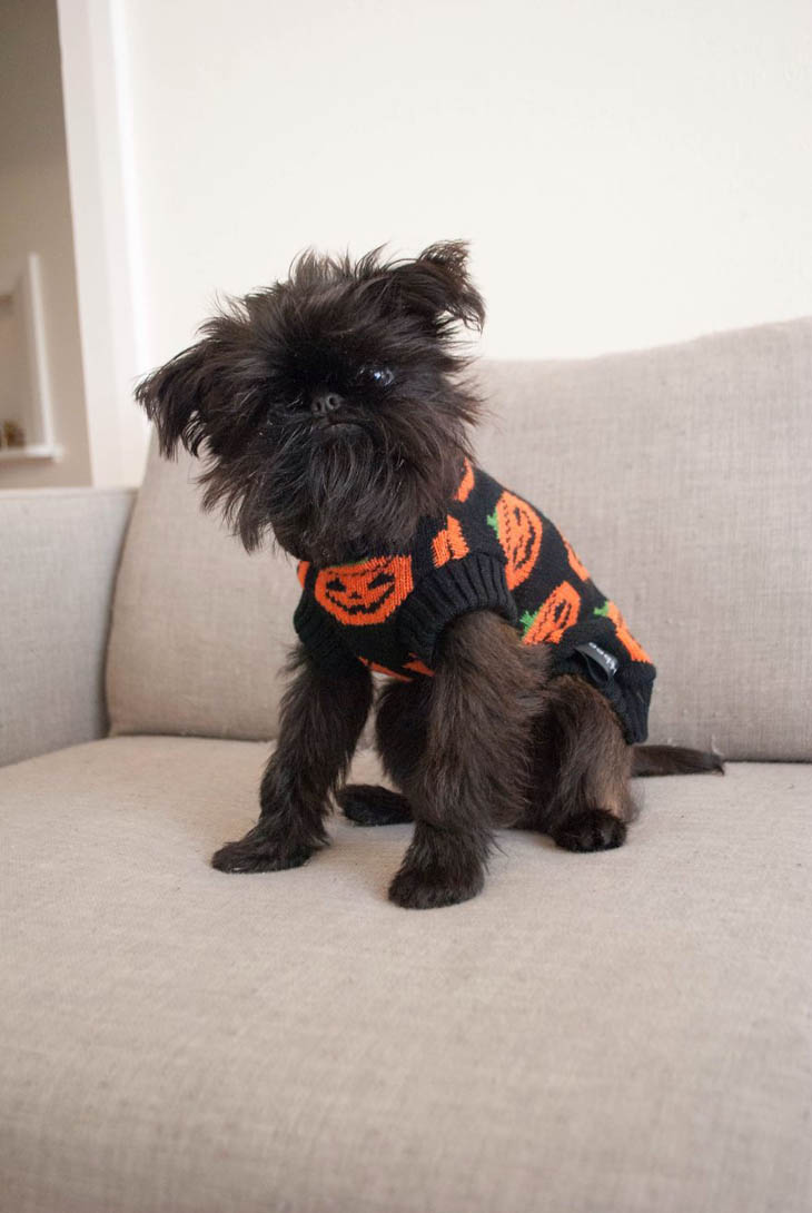 Hilarious Halloween Costumes for Pets