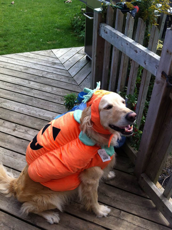 Hilarious Halloween Costumes for Pets