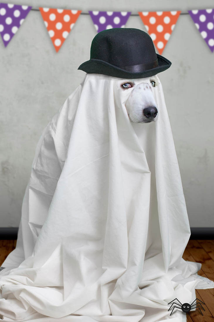 Hilarious Halloween Costumes for Pets