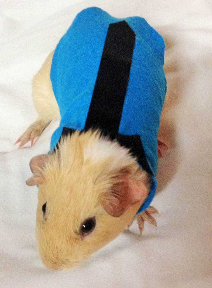 Hilarious Halloween Costumes for Pets