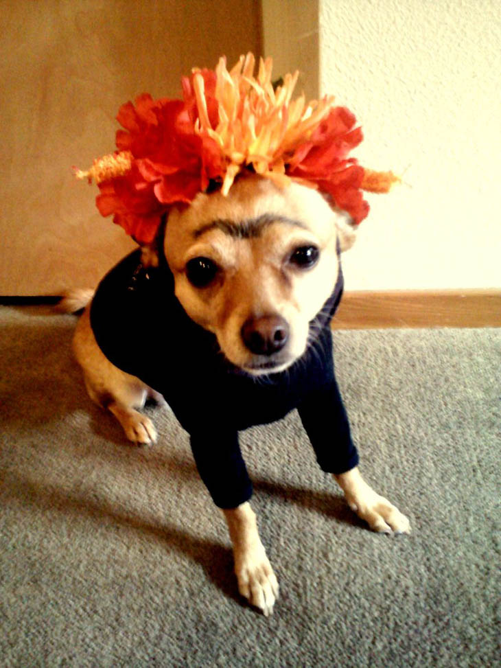 Hilarious Halloween Costumes for Pets