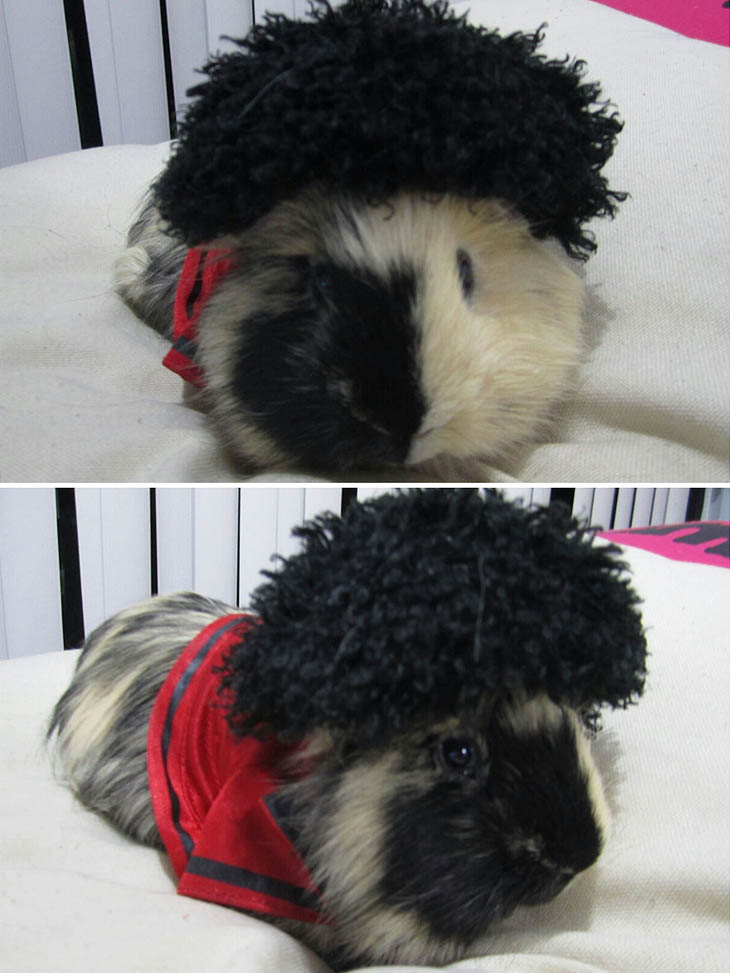 Hilarious Halloween Costumes for Pets