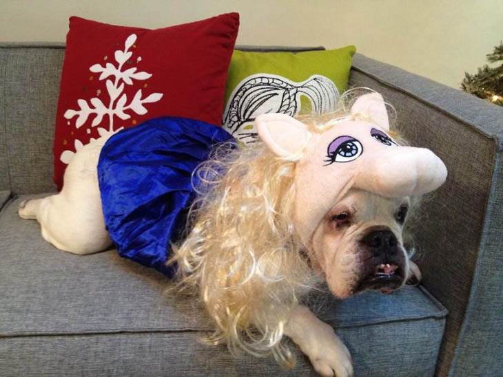 Hilarious Halloween Costumes for Pets