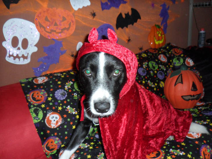 Hilarious Halloween Costumes for Pets