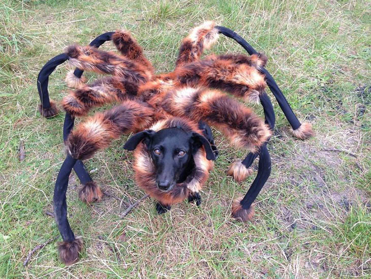 Hilarious Halloween Costumes for Pets