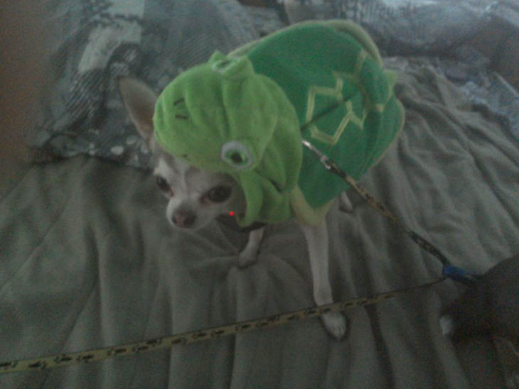 Hilarious Halloween Costumes for Pets