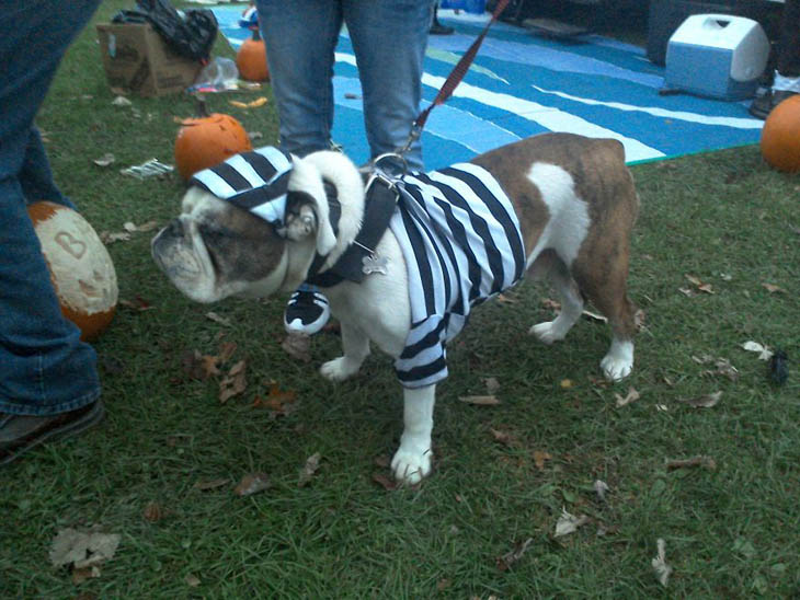 Hilarious Halloween Costumes for Pets